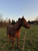 &Agrave; vendre Joran 