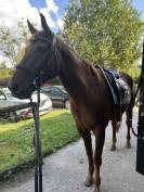 &Agrave; vendre Joran 