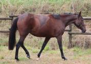 Draagmerrie Franse draver  Te koop 2018 Donker bruin / bai