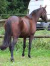 Draagmerrie Franse draver  Te koop 2018 Donker bruin / bai