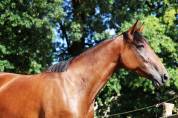 Yegua de ganader&iacute;a Trot&oacute;n Franc&eacute;s En venta 2018 Bayo