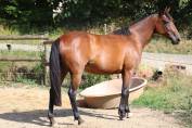 Yegua de ganader&iacute;a Trot&oacute;n Franc&eacute;s En venta 2018 Bayo