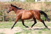 Yegua de ganader&iacute;a Trot&oacute;n Franc&eacute;s En venta 2018 Bayo