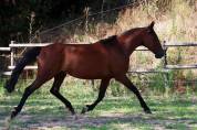 Yegua de ganader&iacute;a Trot&oacute;n Franc&eacute;s En venta 2018 Bayo