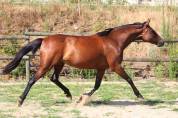Yegua de ganader&iacute;a Trot&oacute;n Franc&eacute;s En venta 2018 Bayo