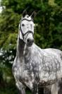 Jument Hannoveraner dressage 8 ans
