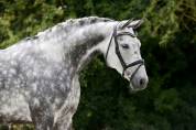 Jument Hannoveraner dressage 8 ans