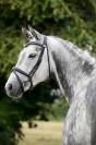 Jument Hannoveraner dressage 8 ans