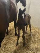 Poulain KWPN 2026