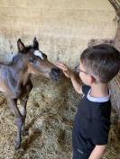 Poulain KWPN 2026