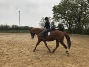 Cheval de loisir SF