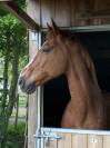 Cheval de loisir SF