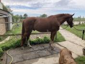 Cheval de loisir SF