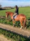 Cheval de loisir SF