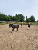 Poney B