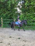 Poney B