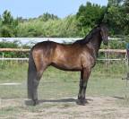 Magnifique hongre 