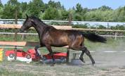 Magnifique hongre 