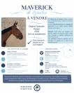 Hongre 3 ans x Giovani de la Pomme