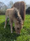 Pouliche mini-shetland