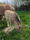 Pouliche mini-shetland