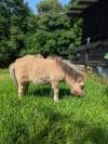 Pouliche mini-shetland