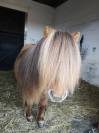 Jument mini-shetland 