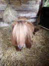 Jument mini-shetland 