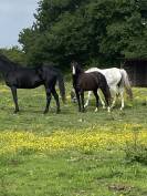 Ponette Welsh PP 