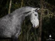 Hongre 5 ans pur sang lusitanien 