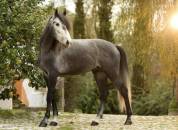 Hongre 5 ans pur sang lusitanien 
