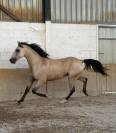 Hongre 6 ans Luso-Arabe 