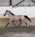 Hongre 6 ans Luso-Arabe 