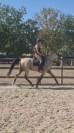 Hongre 6 ans cruzado Portugais x lusitanien 