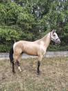 Hongre 6 ans cruzado Portugais x lusitanien 
