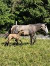 Jument 3 ans pur sang lusitanien 