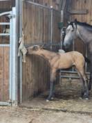 Pouliche origines lusitanienne 