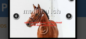 Hongre 4 ans D CSO