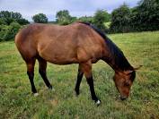 Adorable PS dans le Nord 