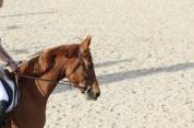 Hongre OC de 6ans, alezan, SF en Club 2 CSO et CCE