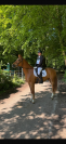 Hongre OC de 6ans, alezan, SF en Club 2 CSO et CCE
