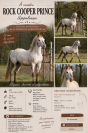 Stallone Appaloosa In vendita 2014 Altro colore