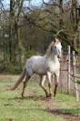 Stallone Appaloosa In vendita 2014 Altro colore