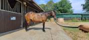 Poney C de club