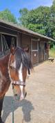 Poney C de club