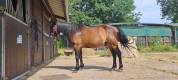 Poney C de club