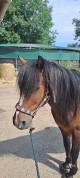Poney C de club