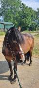 Poney C de club