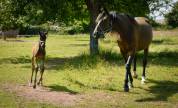 Foal Femelle Zangersheide 