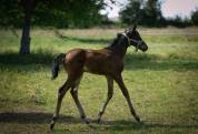 Foal Femelle Zangersheide 